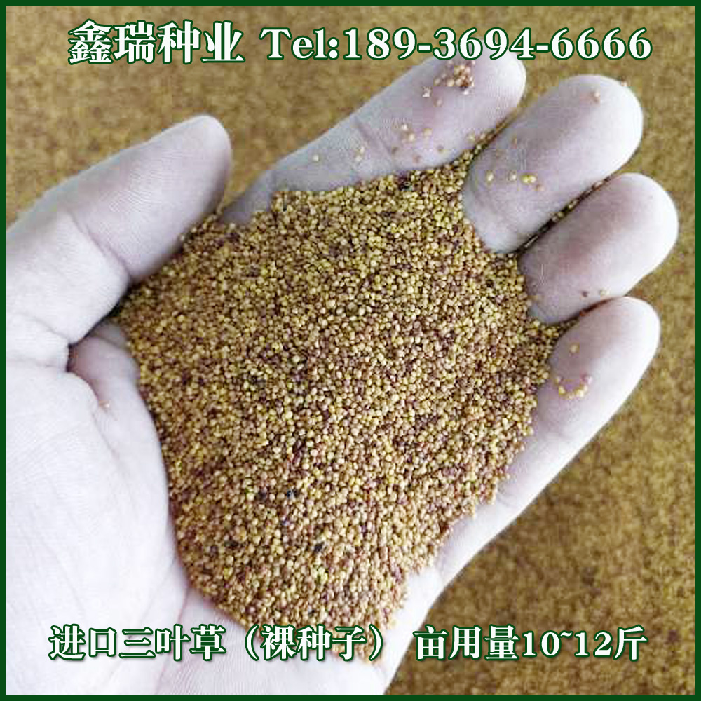 绿化草坪种子白三叶草种子红三叶草种子四季多年生车轴草种子草籽