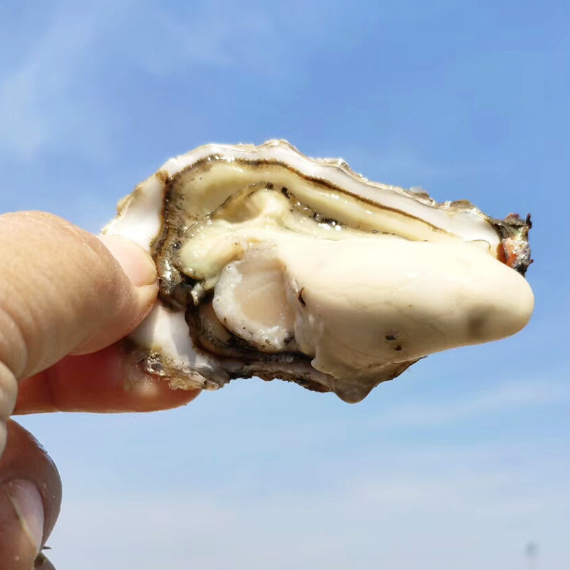 烟台生蚝鲜活5斤新鲜牡蛎肉质饱满鲜美特大生蚝