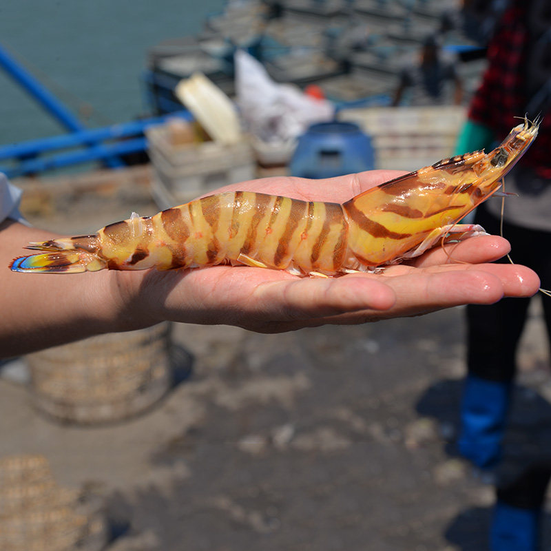 基围海鲜野生虎虾虾黑九节虾活大虾冷冻海虾冻虾