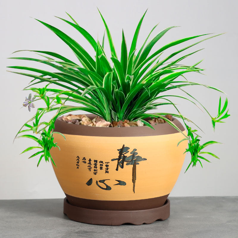 兰花花盆托盘陶瓷大号中国国风客厅室内君子兰花盆