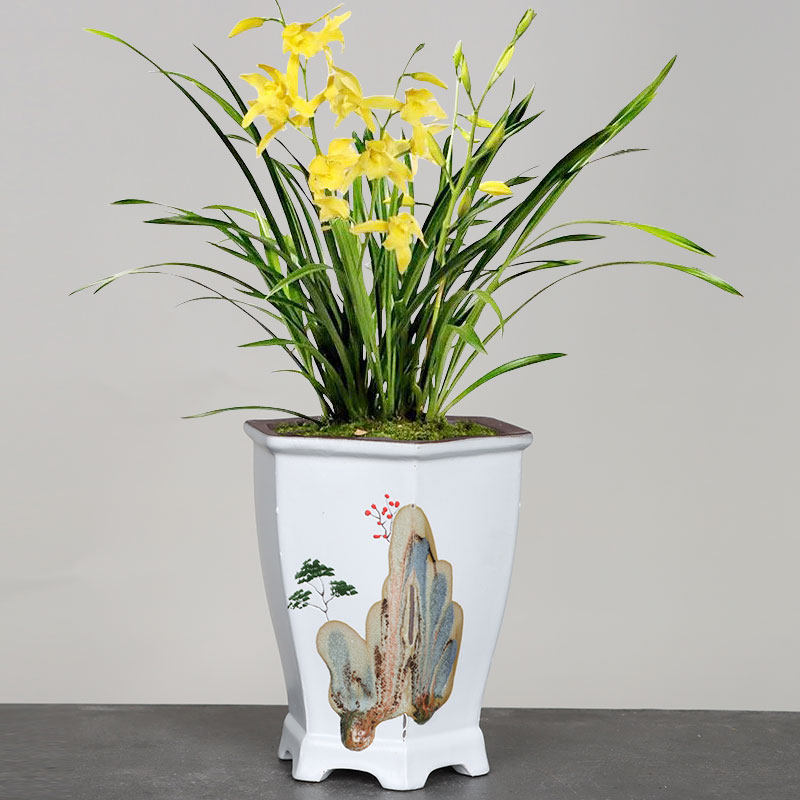 紫砂花盆清仓蝴蝶兰兰花专用吊兰家用陶土文竹花盆