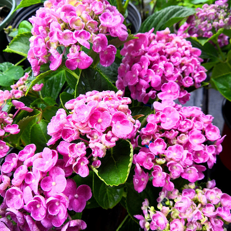 爆米花大花绣球庭院花园植物花卉易养易活阳台盆栽花苗紫阳花带盆