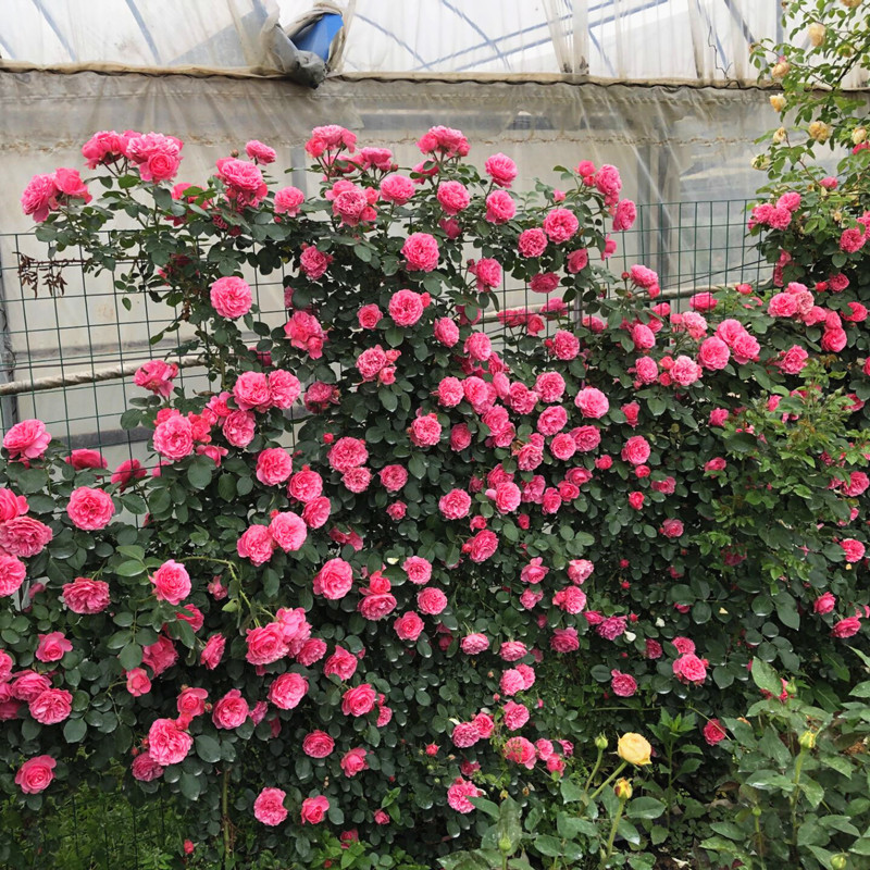 蔷薇花苗藤本月季特大花浓香四季庭院爬藤植物花卉盆栽玫瑰开不断