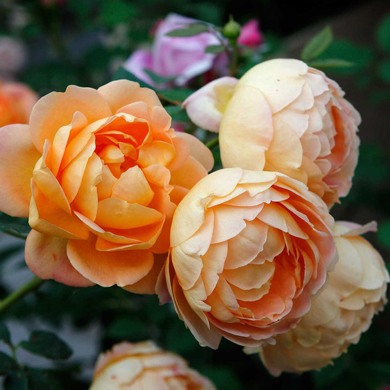 九语夏洛特夫人藤本月季花苗庭院爬藤植物花卉蔷薇时令草本花卉