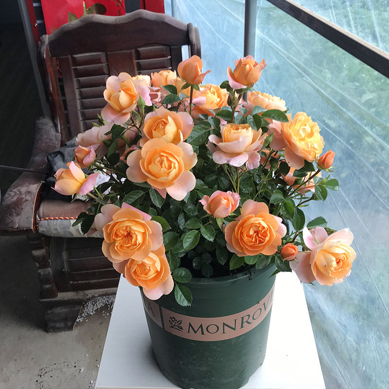 阳台九语果汁微型月季月季花花苗美值袋庭院盆栽时令草本花卉