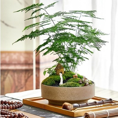 小盆摆件盆栽书架院子会议室房间盆花大堂绿植绿植