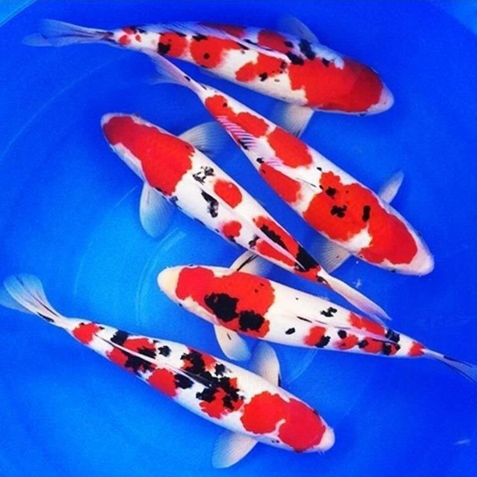 锦鲤活鱼观赏鱼精品日本纯种大正三色红白黄金鱼