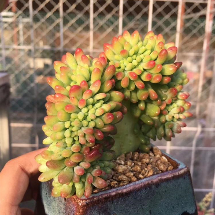 青松绿春萌缀稀有品种多植物盆栽组合萌肉肉好多肉植物