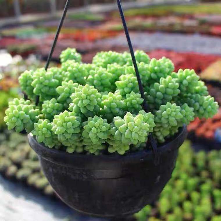 彩虹虹新玉缀果冻新手好养多肉植物盆栽办公室多肉植物