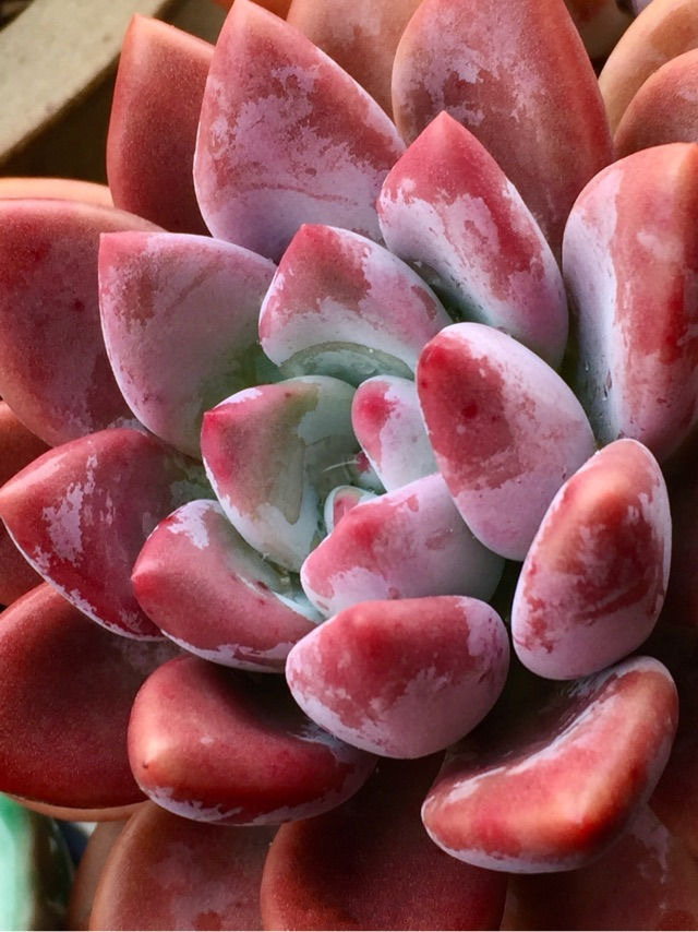 奥普琳娜大颗大型多肉植物盆栽组合办公室绿植多肉植物