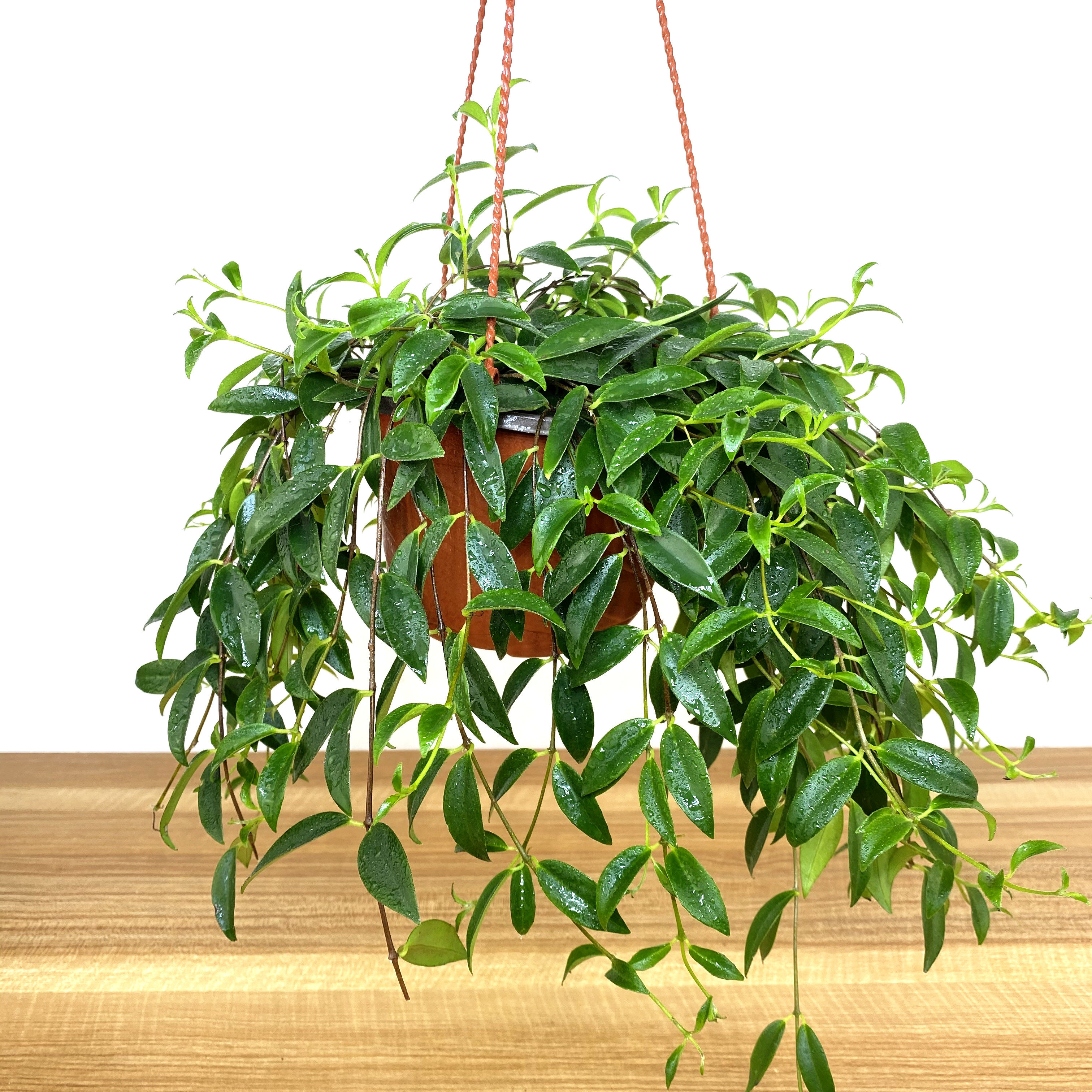 吊兰盆栽紫叶吊竹绿植花卉垂吊室内桌面客厅创意礼品