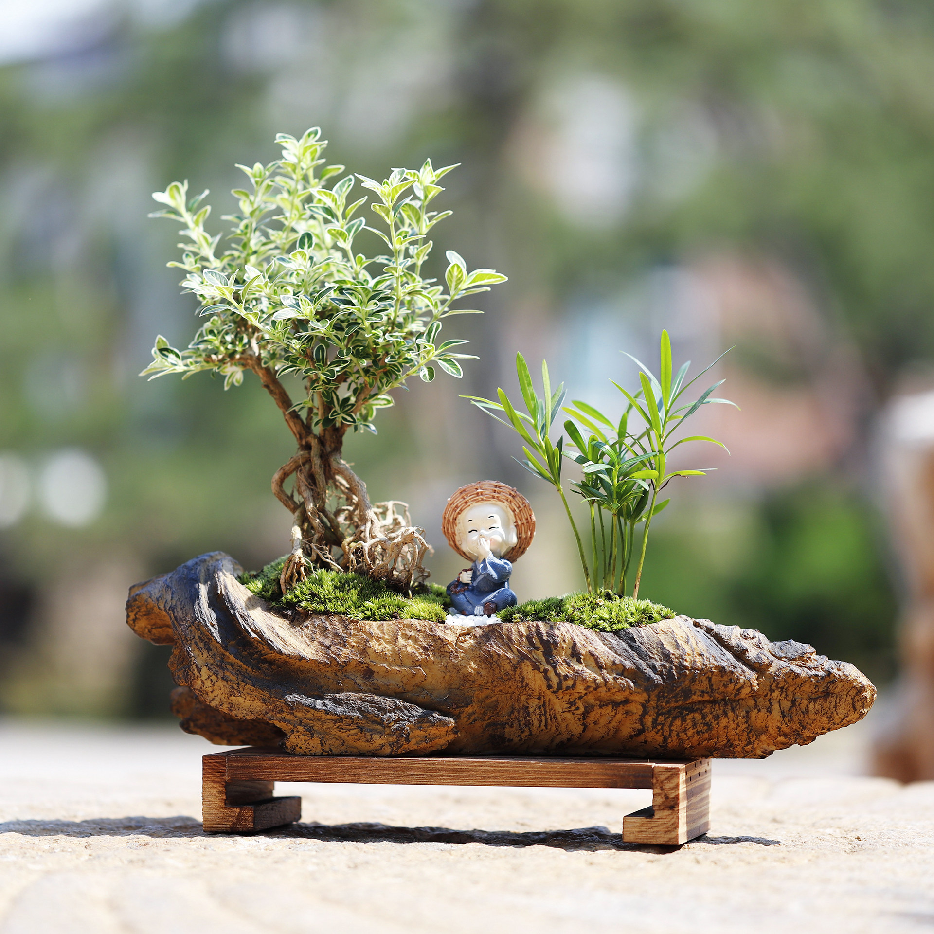 六月悬崖盆景金边高提根老桩造型盆栽创意礼品