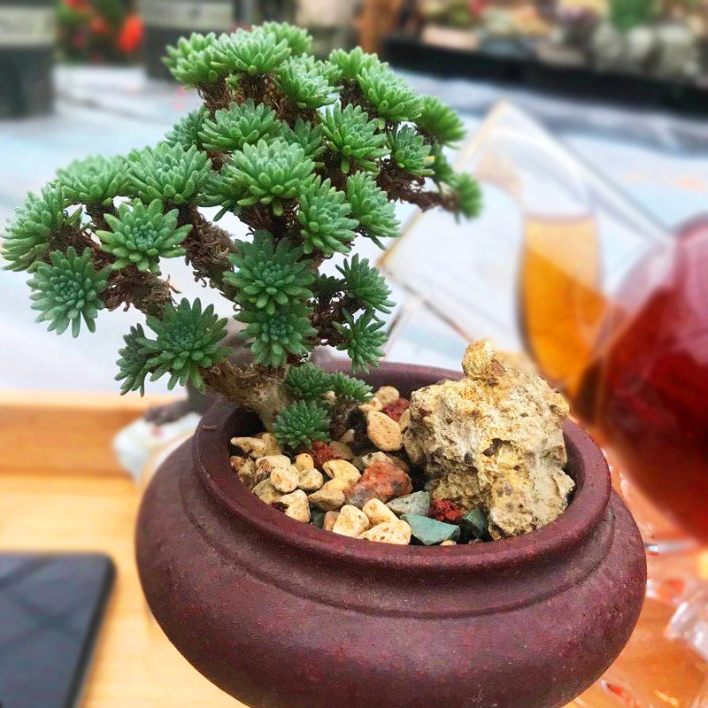 多肉植物球松迷你小松松球精品桌面办公桌白领创意礼品