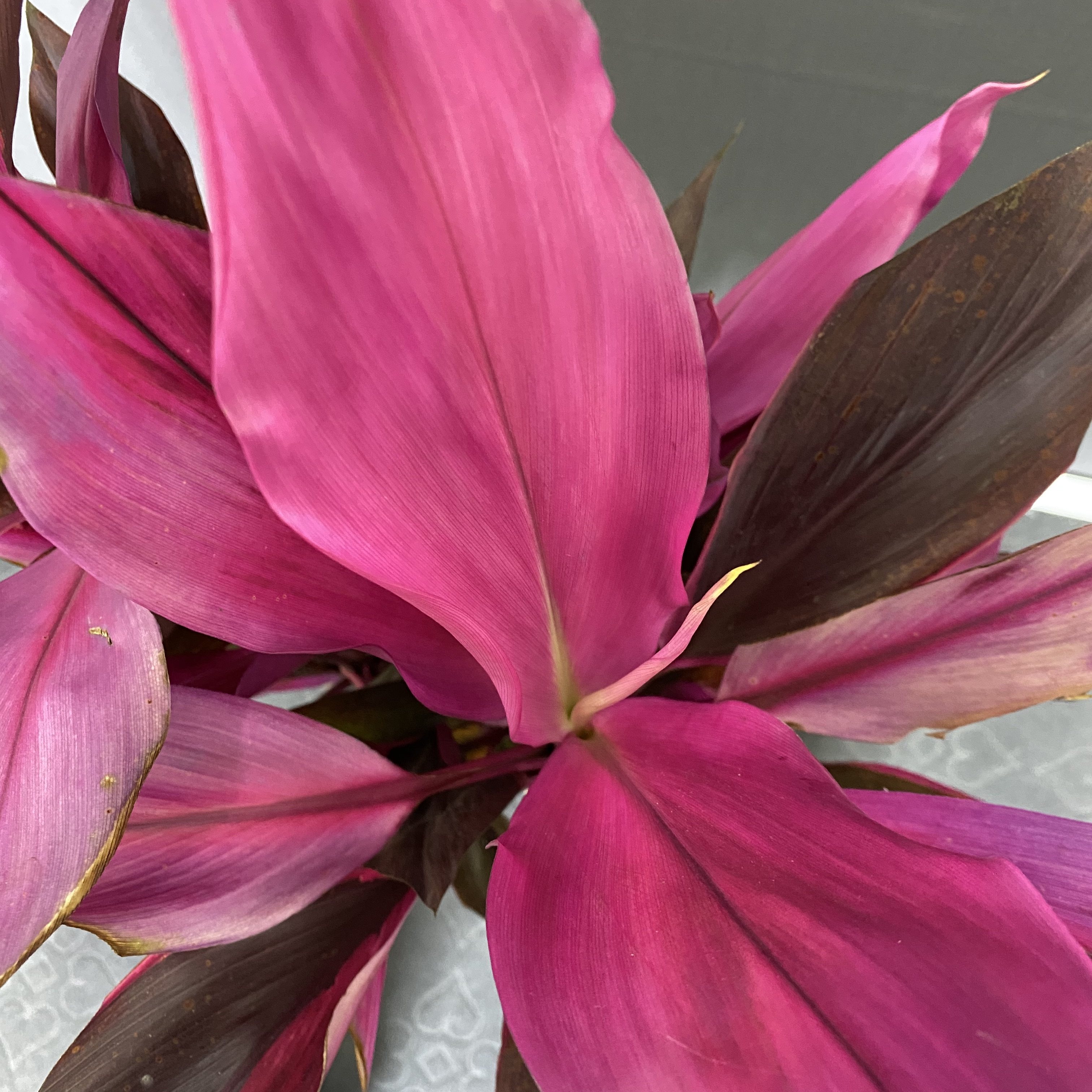 朱蕉植物盆栽红叶朱焦红铁树水培花卉室内甲醛创意礼品