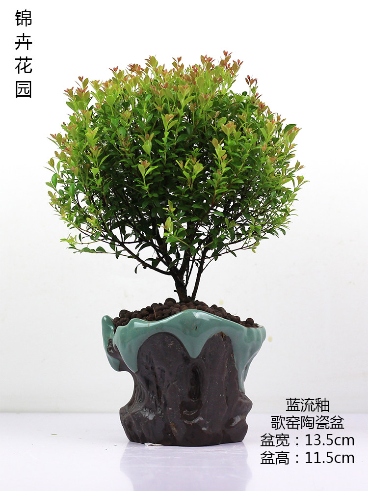 小叶赤楠盆景老桩植物金丝楠木耐寒耐热红杨创意礼品