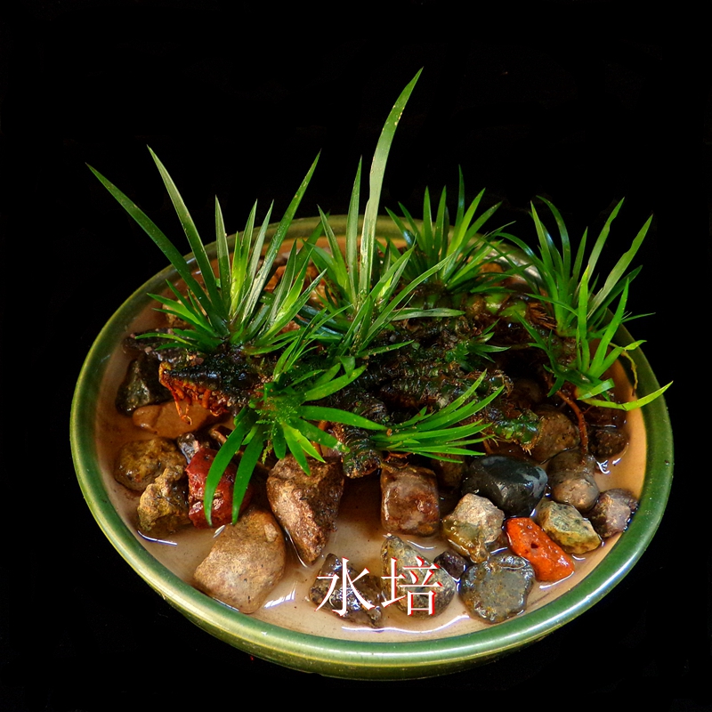龙根菖蒲盆景吸甲醛绿植吸水石室内蒲草养龟水培土培植物盆栽包