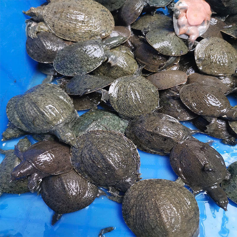 甲鱼1-3两外塘苗水鱼团王八冷水养殖放生龟