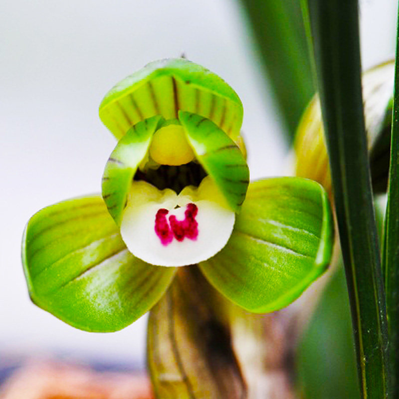 好养端秀兰花花苗名贵春兰荷瓣名品浓香国兰时令草本花卉