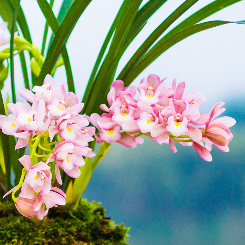 樱花两件八折兰花苗名贵盆栽花卉植物浓香型兰草室内好养兰草
