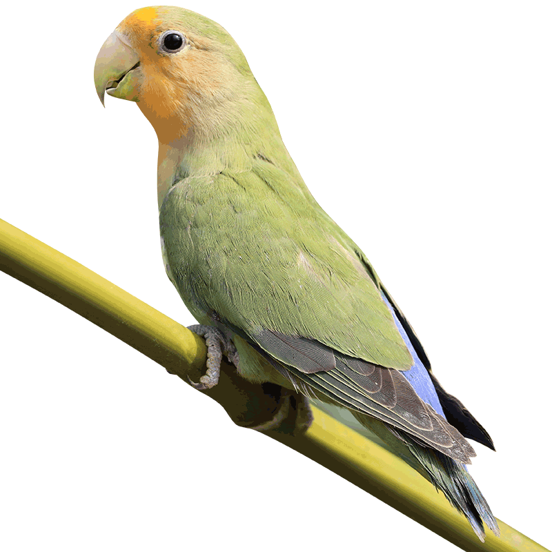 黄桃鹦鹉绿桃牡丹爱情鸟宠物鸟鹦鹉活鸟大型观赏鸟鸟活物宠物活物