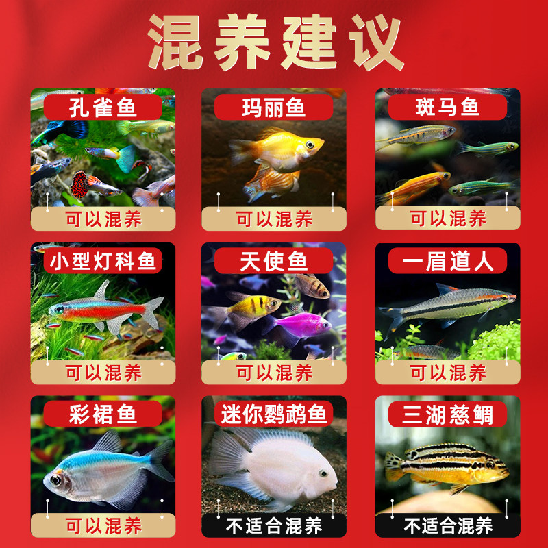 草缸群游鱼一眉道人热带观赏鱼红眉淡水好养活体鱼