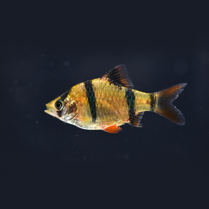 新手好养虎皮鱼金虎皮蓝虎皮热带鱼观赏鱼小型活体鱼宠物鱼群游鱼