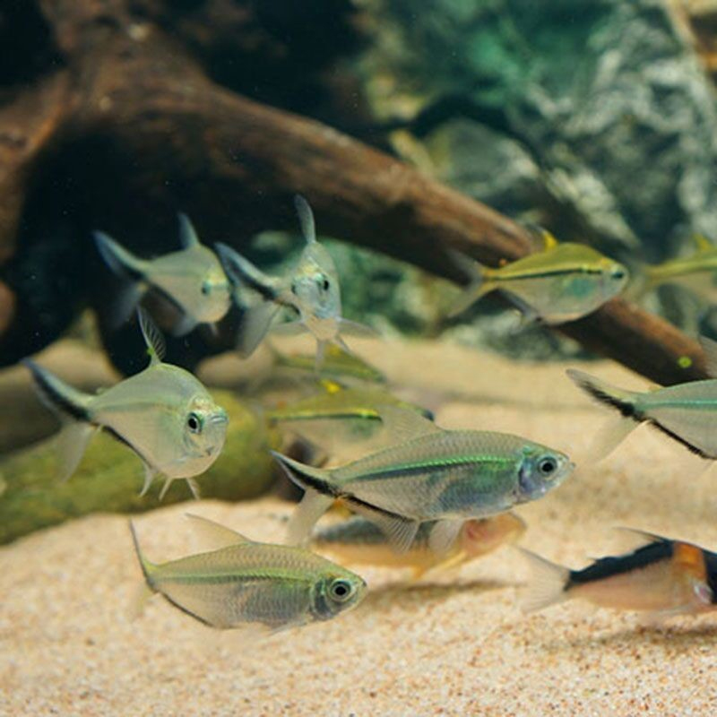 黑尾大勾鱼小型热带鱼新手好养灯鱼灯科鱼草缸群游鱼鱼苗观赏鱼