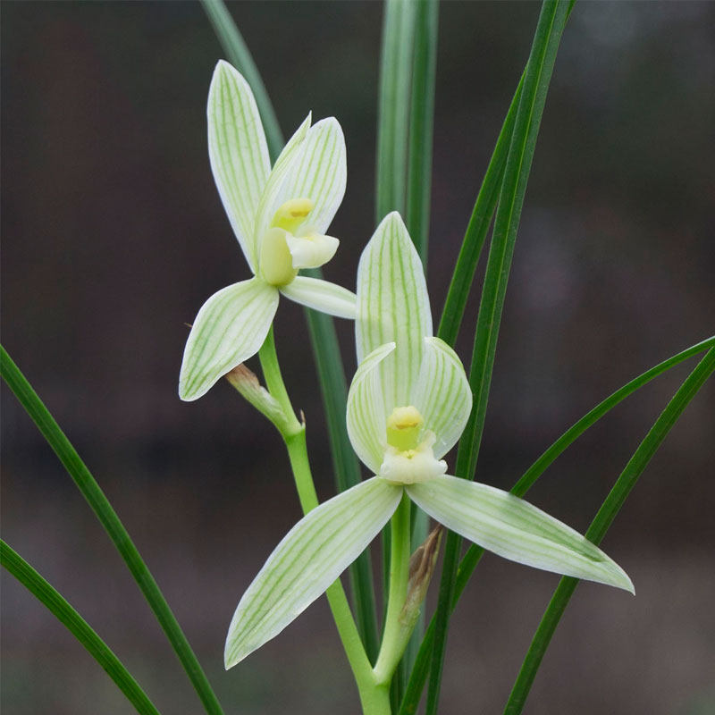 翁源名贵莲瓣兰碧龙玉素素兰细叶花苗花苞原盆花卉