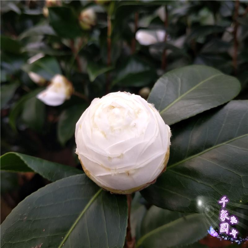 水晶白茶花苗东方亮大茶树美人纯白茶花盆栽山茶花卉