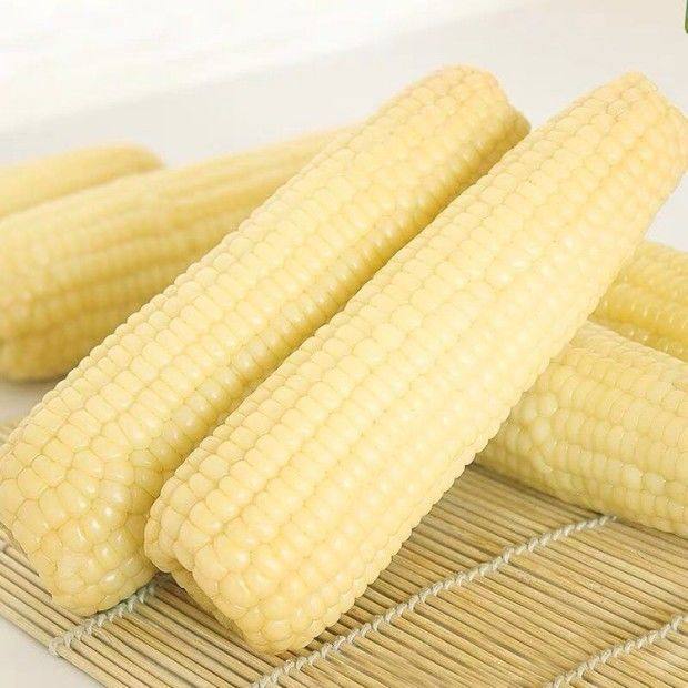 新鲜东北甜糯玉米棒白色玉米米白真空转基因苞米玉米