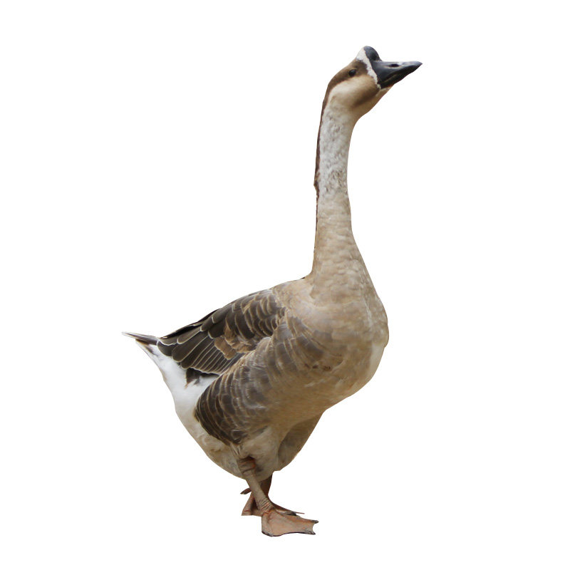 农家老鹅杀笨活现冷冻白鹅养大放养鹅肉散养鹅肉