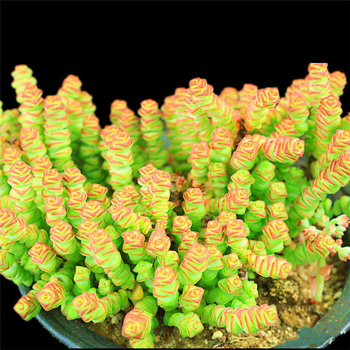 招财纳福多肉组合套餐群生多头粗钱串元宝吸财多肉植物