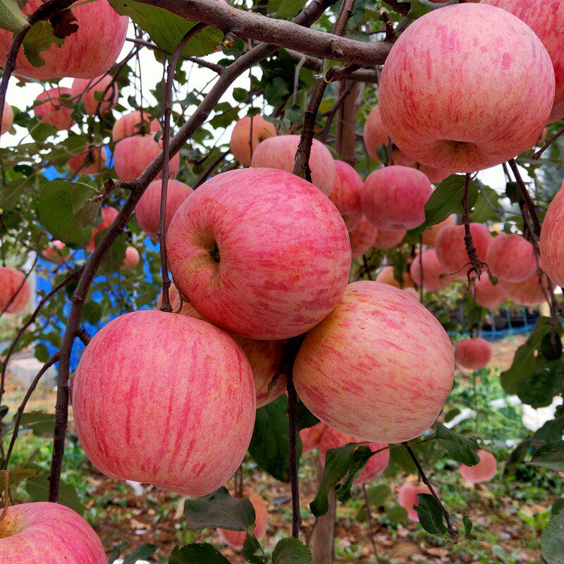 苹果树果苗地栽南方北方种植盆栽嫁接红富士红肉果树