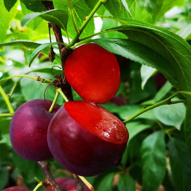 李子树苗蜂糖南方北方种植三华脆红西梅四川果树