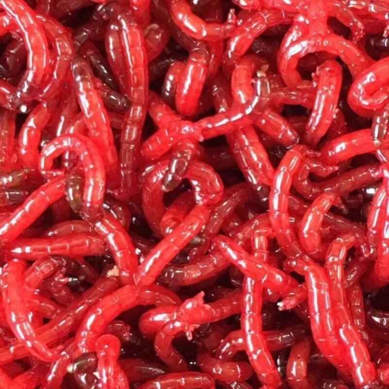 红虫新鲜鲜活活饵钓鱼血虫活体喂鱼饵料特大号鱼饵