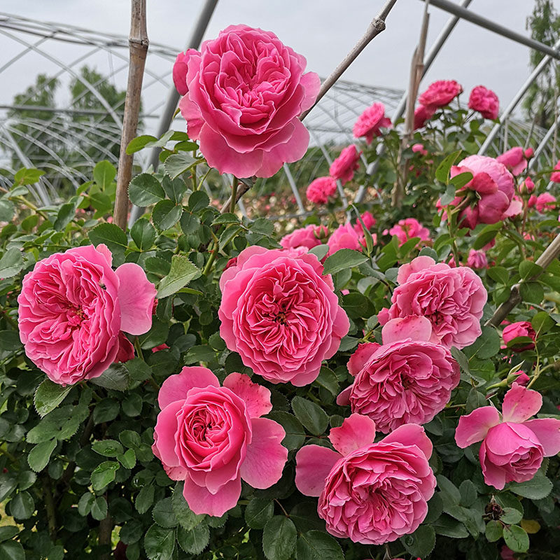 欧月藤本月季花苗粉色达芬奇粉达特大爬藤蔷薇庭院时令草本花卉