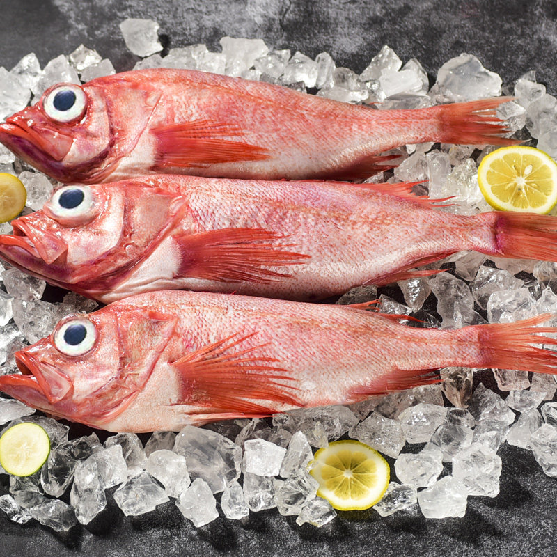 海鱼5斤红石斑鱼海鱼新鲜冷冻海鱼鲜活鲜鱼水产海产品富贵鱼红鱼
