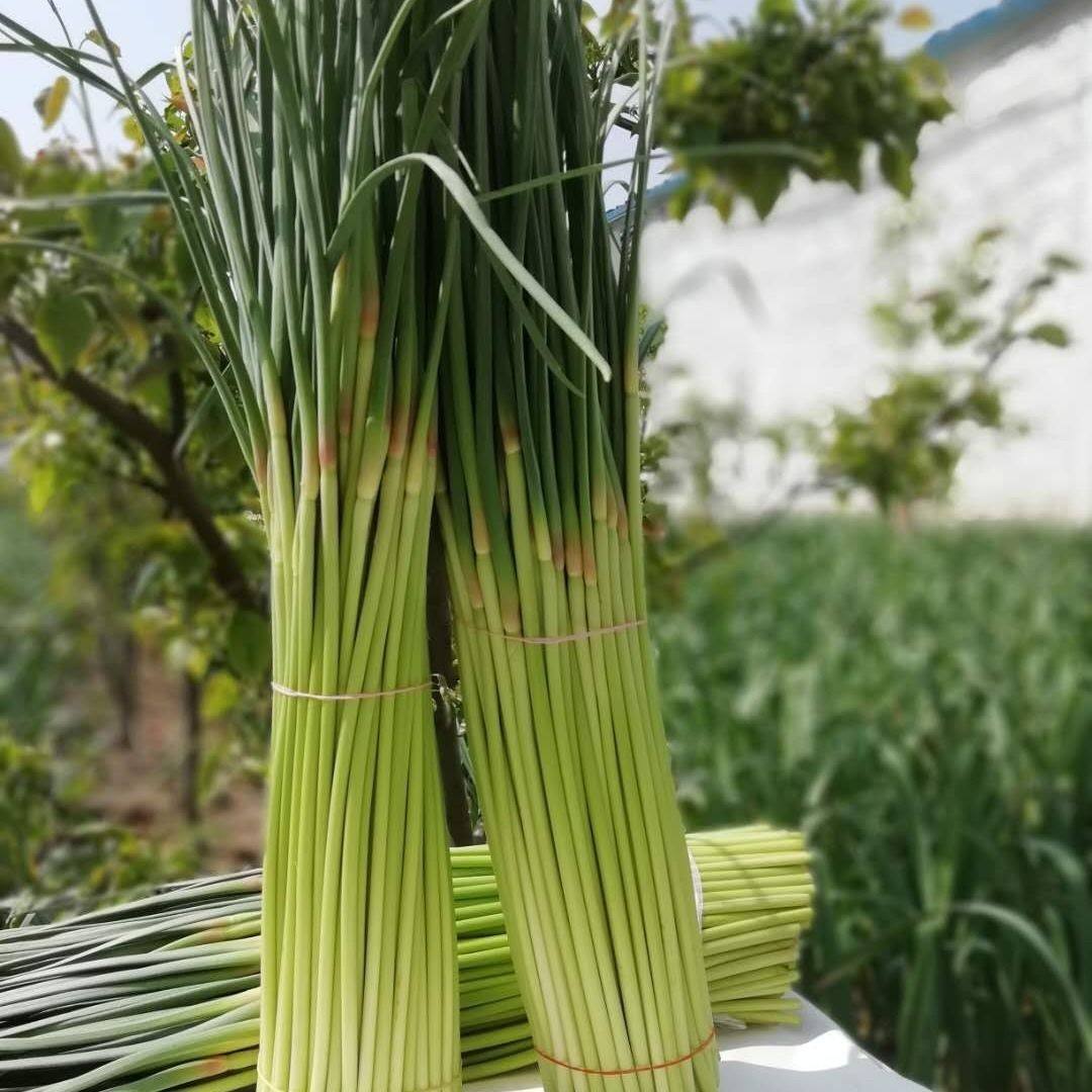 河南蒜薹短蒜苔新蒜薹新鲜包邮新鲜蒜薹5斤装包邮农家自种￥9.6元