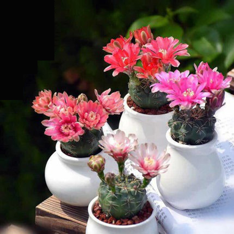 仙人球盆栽室内带花苞桌面小盆景仙人掌开花多肉植物防辐射绯花玉