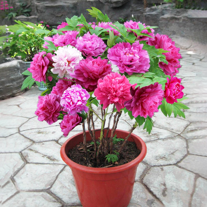牡丹牡丹花花苗四季开花盆栽树苗室内花卉大全花卉