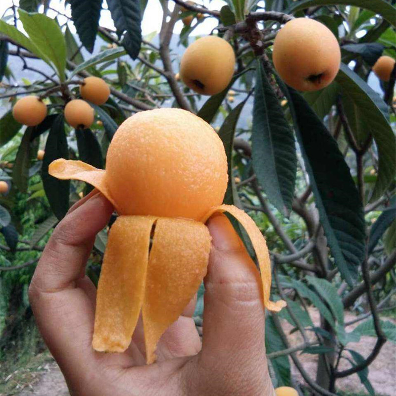 枇杷嫁接五星树苗无核苗树南北方种植大红红袍果树