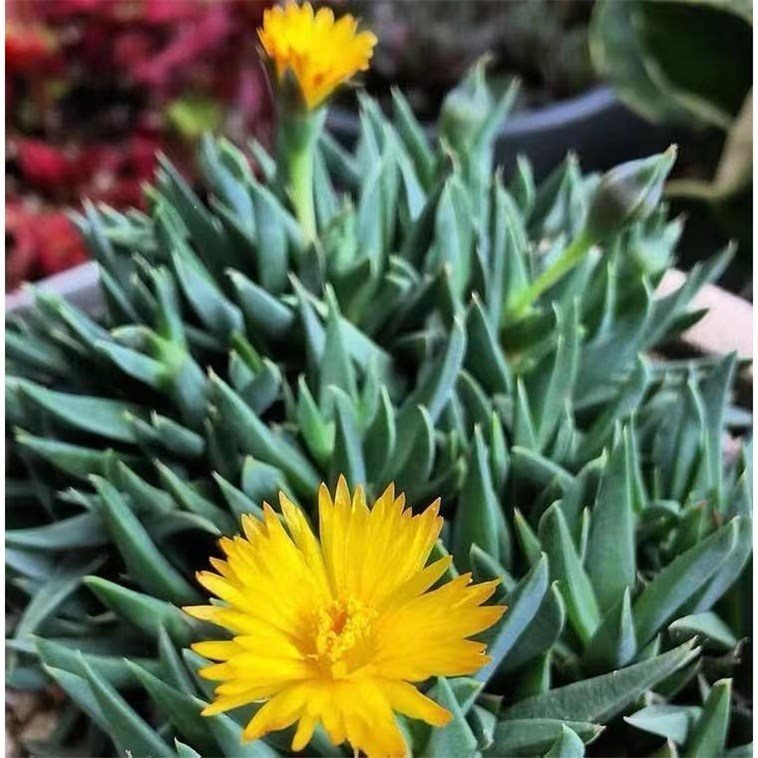 开花多肉植物黄花照波四季肉肉办公办公室室内花盆