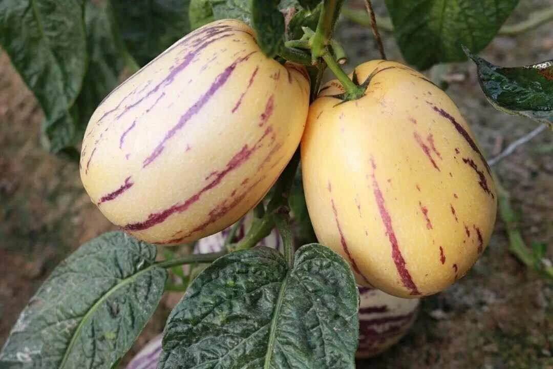 甘肃民勤人参果当季新鲜现摘水果黄肉孕妇老人人参果