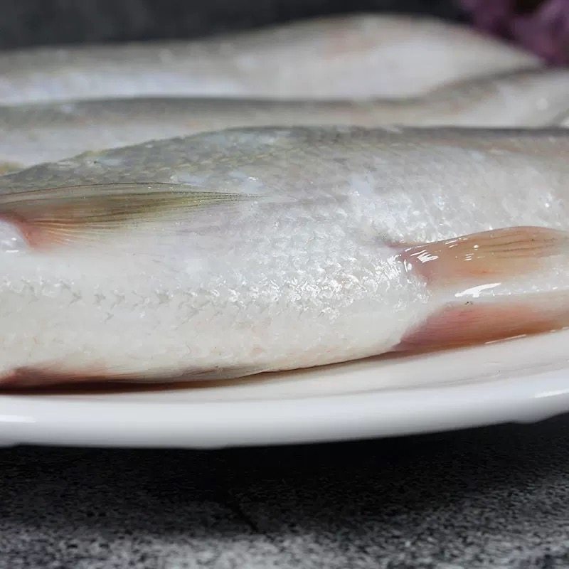 白鱼阳新鲜活现鲜活淡水整条刁鱼大白子鱼1斤淡水鱼类