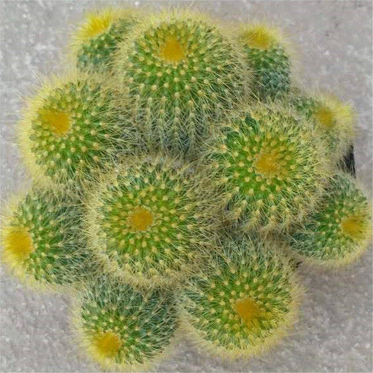 金丝猴盆栽多肉植物仙人群生多肉植物