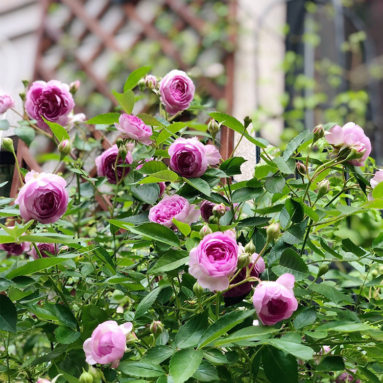婶婶玛姬紫色微型浓香月季月季花花苗麻吉多头时令草本花卉