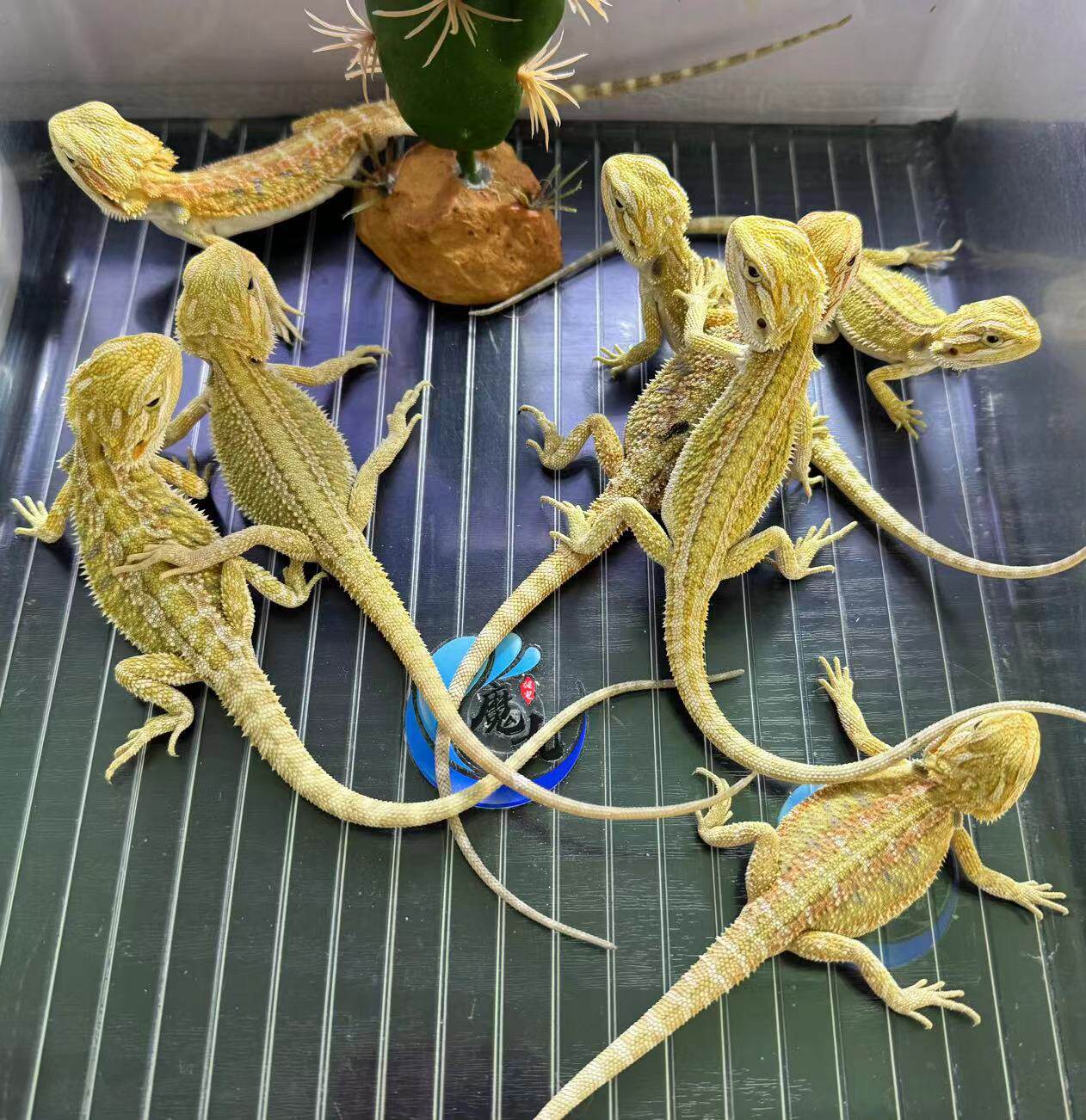 鬃狮蜥蜴幼体活体宠物入门级爬苗子柑橘橘红特色爬宠