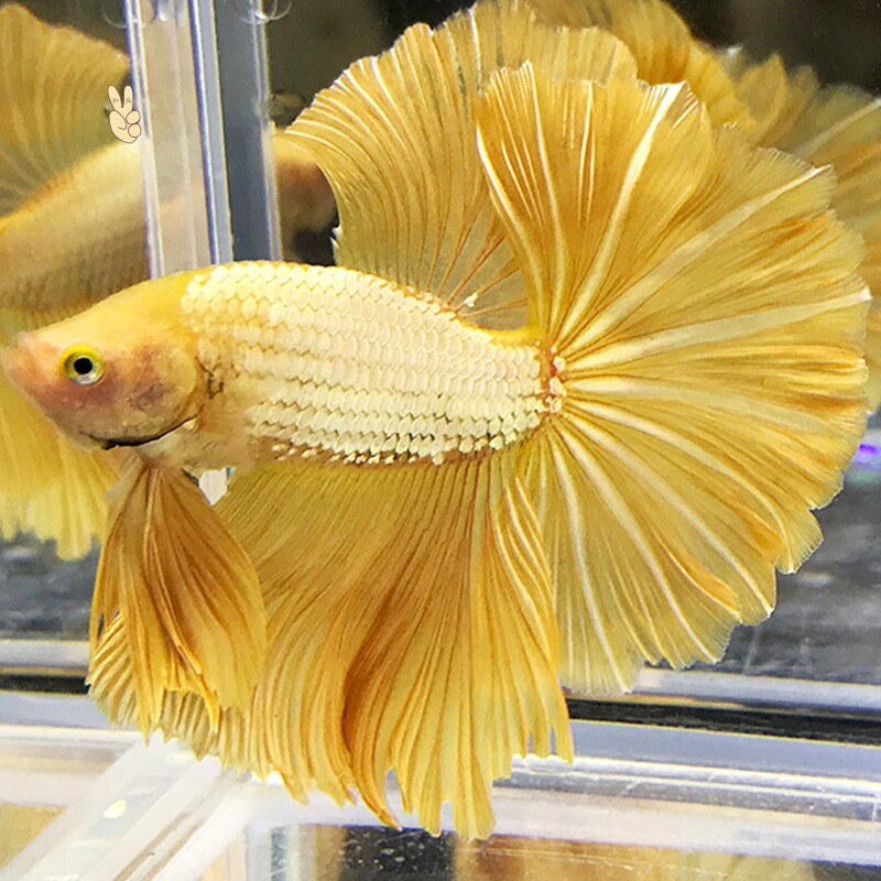 斗鱼诚森活体泰国视频选鱼精品展示级赛级大耳半月鱼