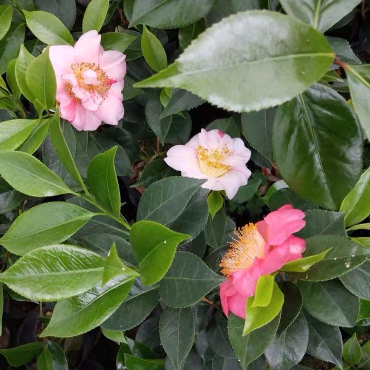 福建诚信香太阳山茶花盆栽树苗花苞花卉