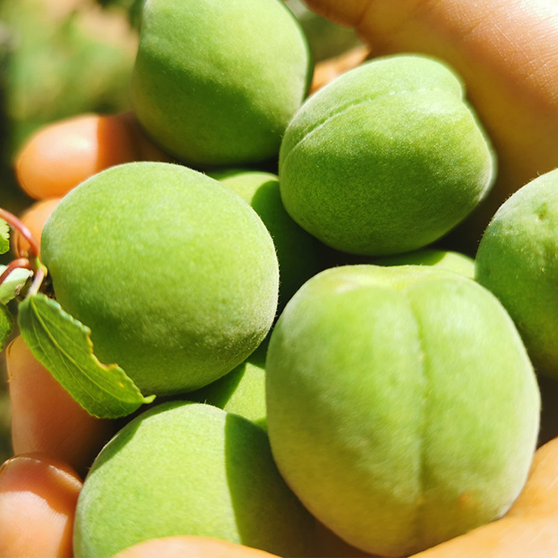 新鲜特大青梅大果孕妇酸水水果梅子酵素整箱其它